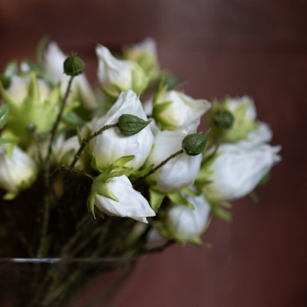 dhs-hibiscus-white-3