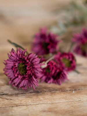 dhs-chrysantheum-red-purple