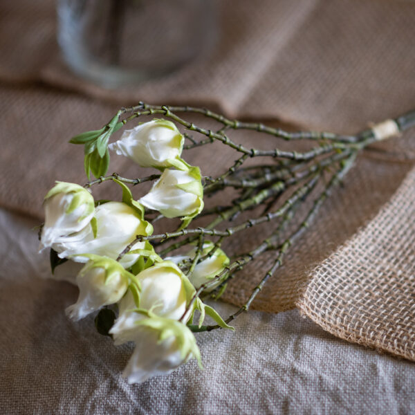 dhs-hibiscus-white-1