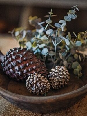 dhs-pine-cones