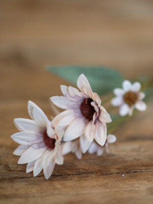 dhs-echinacea-lilac-pink