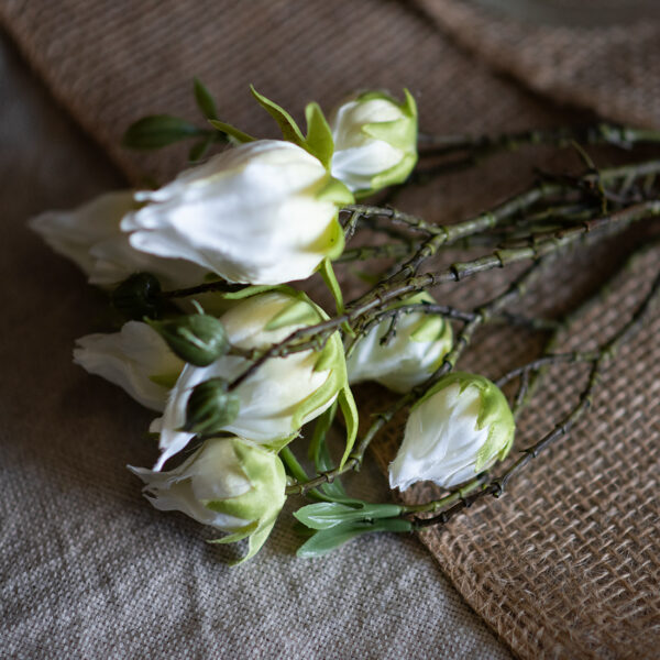 dhs-hibiscus-white-2