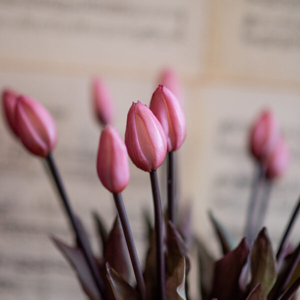 dhs-bunch-of-old-pink-tulips2