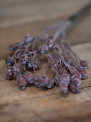 dhs-olive-bush-coffee