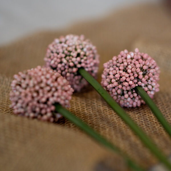 dhs-allium-pink