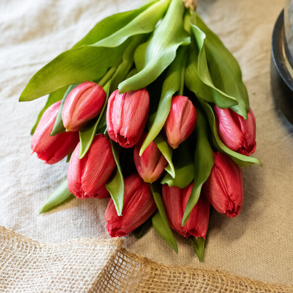 dhs-tulpenschoof-rood-2