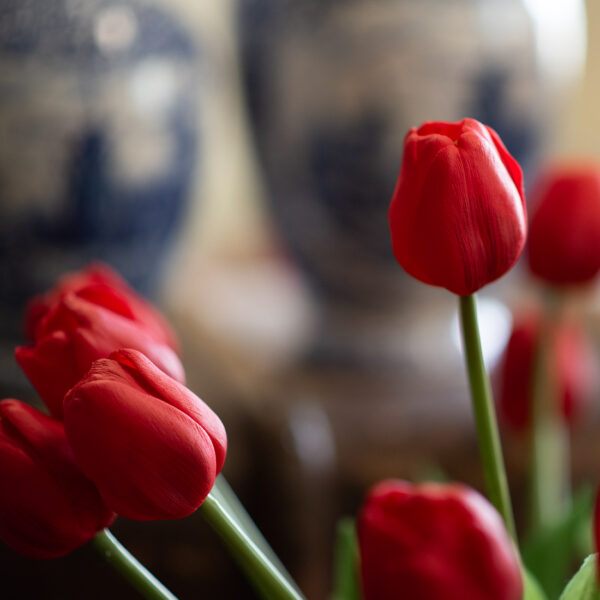 dhs-red-tulips-4