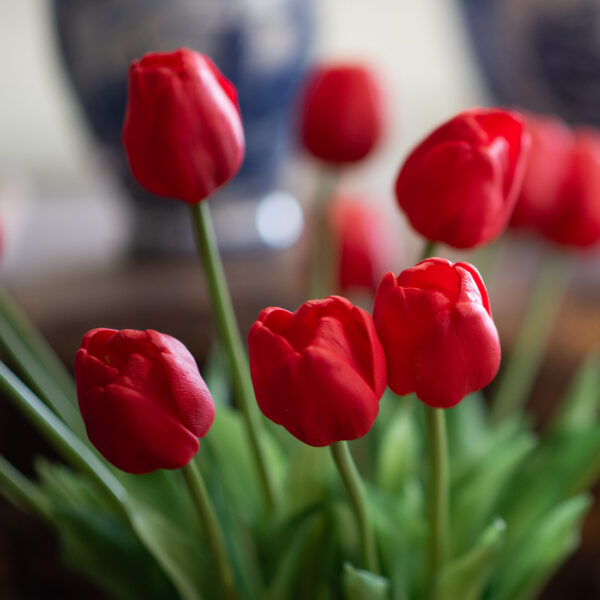 dhs-red-tulips-3
