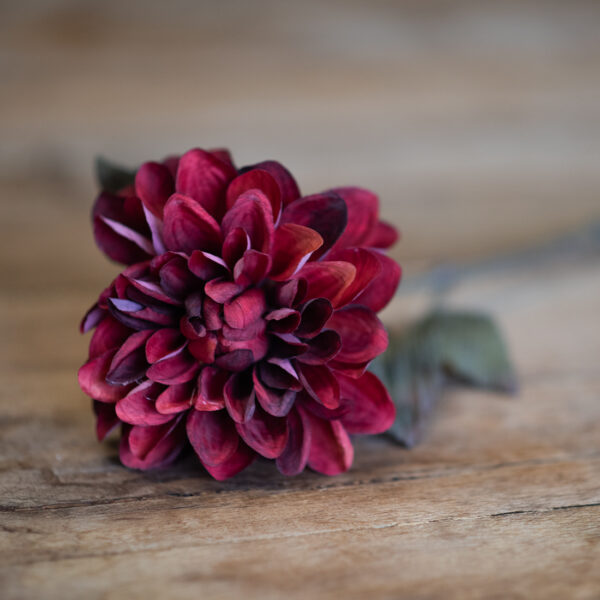 dhs-dahlia-burgundy