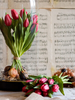 dhs-tulpenschoof-rood-nw