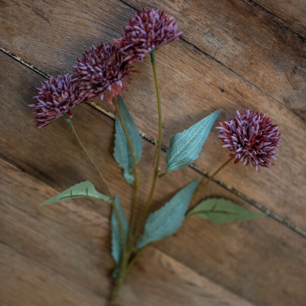 dhs-brown-chrystanheum-with-a-touch-of-rust-1