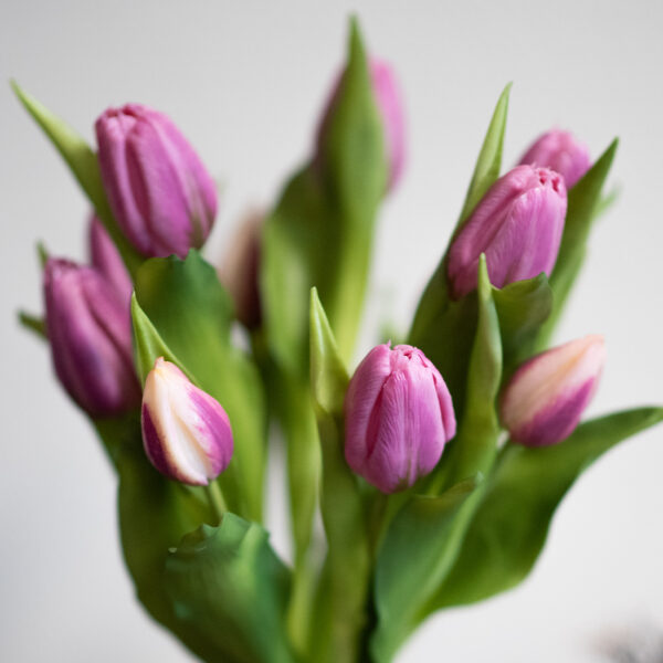 dhs-tulpenschoof-prettyinpink2