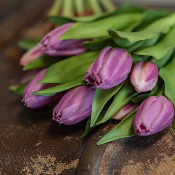 dhs-tulpenschoof-prettyinpink-1