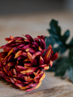 dhs-chrysanthemum-burgundy-1