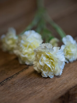 dhs-cream-dianthus-2