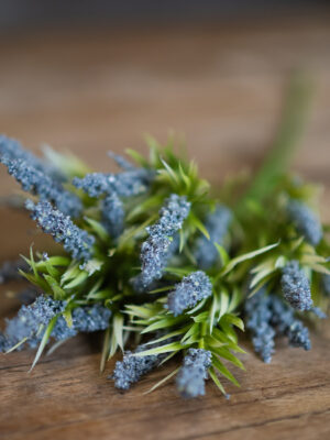 dhs-old-lavender-bush-blue