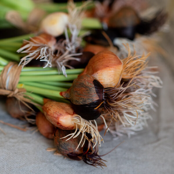 dhs-real-touch-tulip-sheaf-bulbs