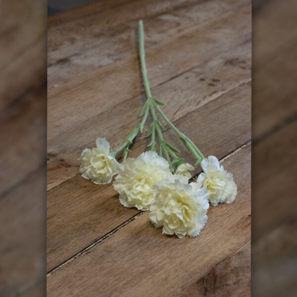 dhs-cream-dianthuis-1