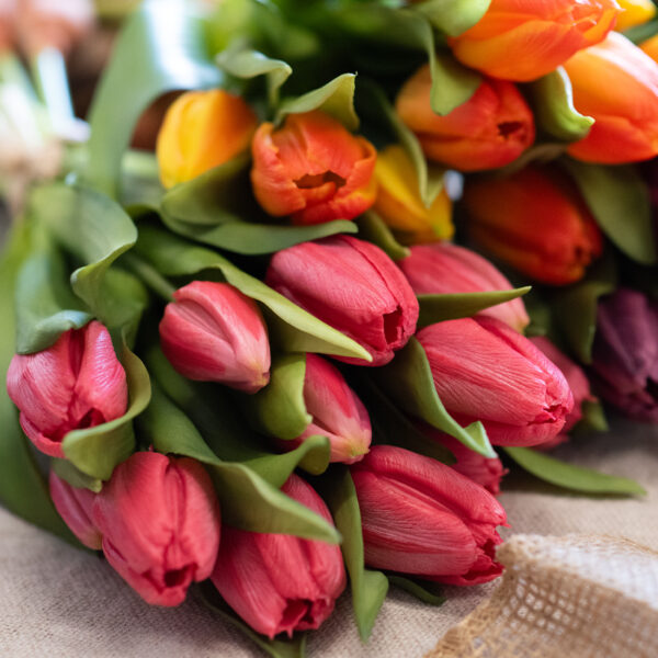 dhs-tulpenschoof-rood-4