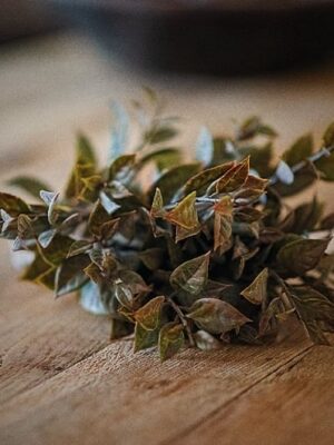 dhs-lauro-bush-bronze-oke