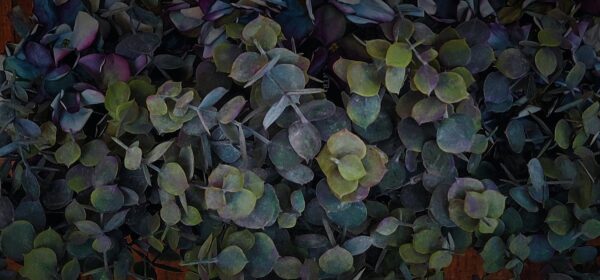 dhs-eucalyptus-detail