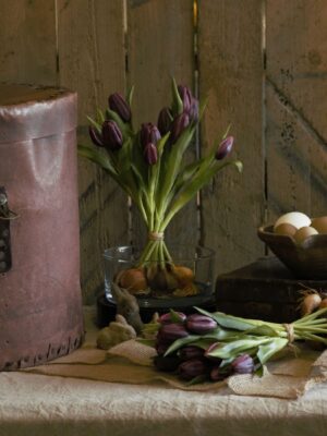 dhs-tulpenshoof-plum-sfeer